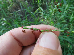 Panicum deustum