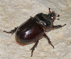 Strategus aloeus