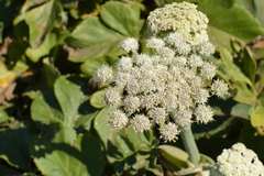 Angelica lucida