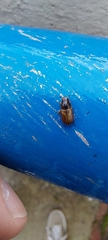 Melinopterus