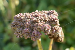 Angelica lucida
