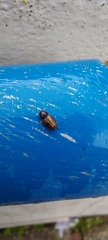 Melinopterus