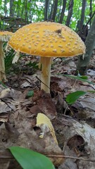 Amanita