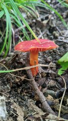 Hygrocybe miniata