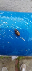 Melinopterus