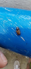 Melinopterus