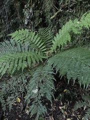 Cyathea smithii