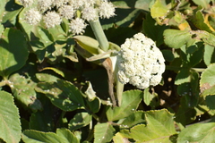 Angelica lucida