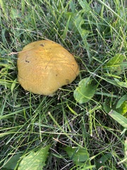 Suillus americanus