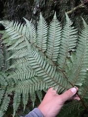 Cyathea smithii