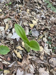 Cypripedium