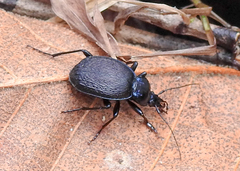 Sphaeroderus stenostomus lecontei