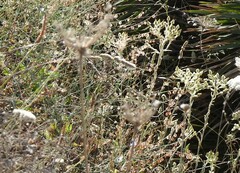 Andryala integrifolia