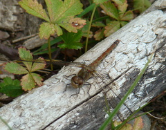 Sympetrum striolatum