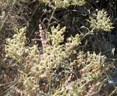 Andryala integrifolia