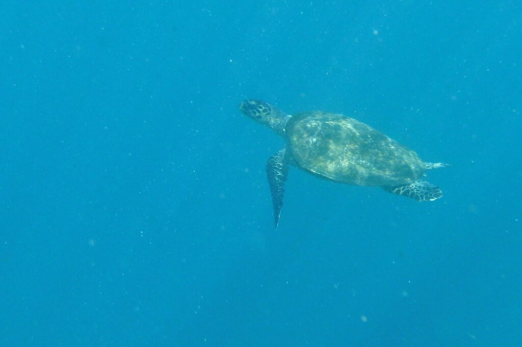 Hawksbill Sea Turtle (Eretmochelys imbricata) - recorded at Langkoi Rock