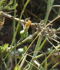 Urospermum picroides