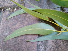 Eucalyptus tereticornis