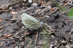 Pieris oleracea