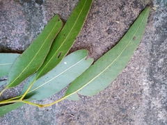 Eucalyptus tereticornis