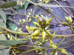 Eucalyptus tereticornis