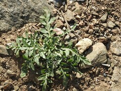 Reseda alba