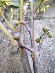 Eucalyptus tereticornis