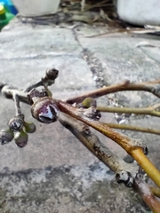Eucalyptus tereticornis
