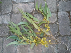 Eucalyptus tereticornis