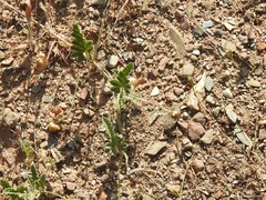 Convolvulus althaeoides