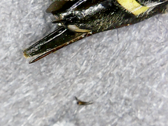 Xiphydria canadensis