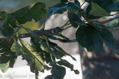 Fraxinus nigra