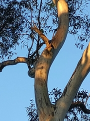 Eucalyptus tereticornis
