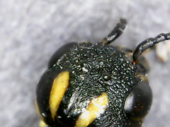 Xiphydria canadensis