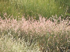 Rumex induratus