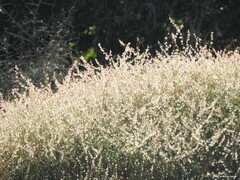 Rumex induratus