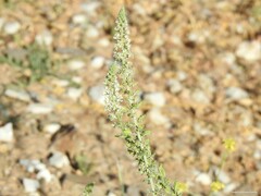 Reseda alba