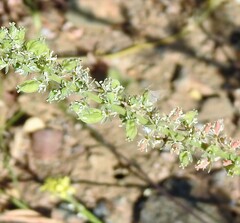 Reseda alba