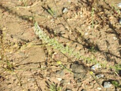 Reseda alba