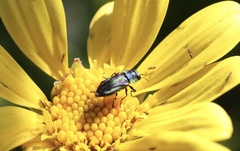 Bilyaxia concinna