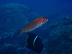 Halichoeres dispilus