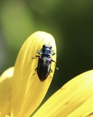 Bilyaxia concinna