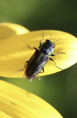 Bilyaxia concinna