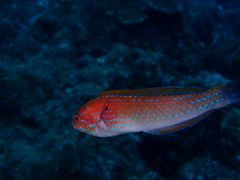 Halichoeres dispilus