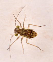 Mesopsocus