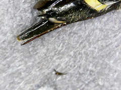 Xiphydria canadensis