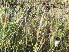 Lavandula multifida