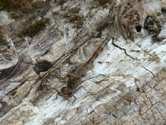 Sympetrum striolatum