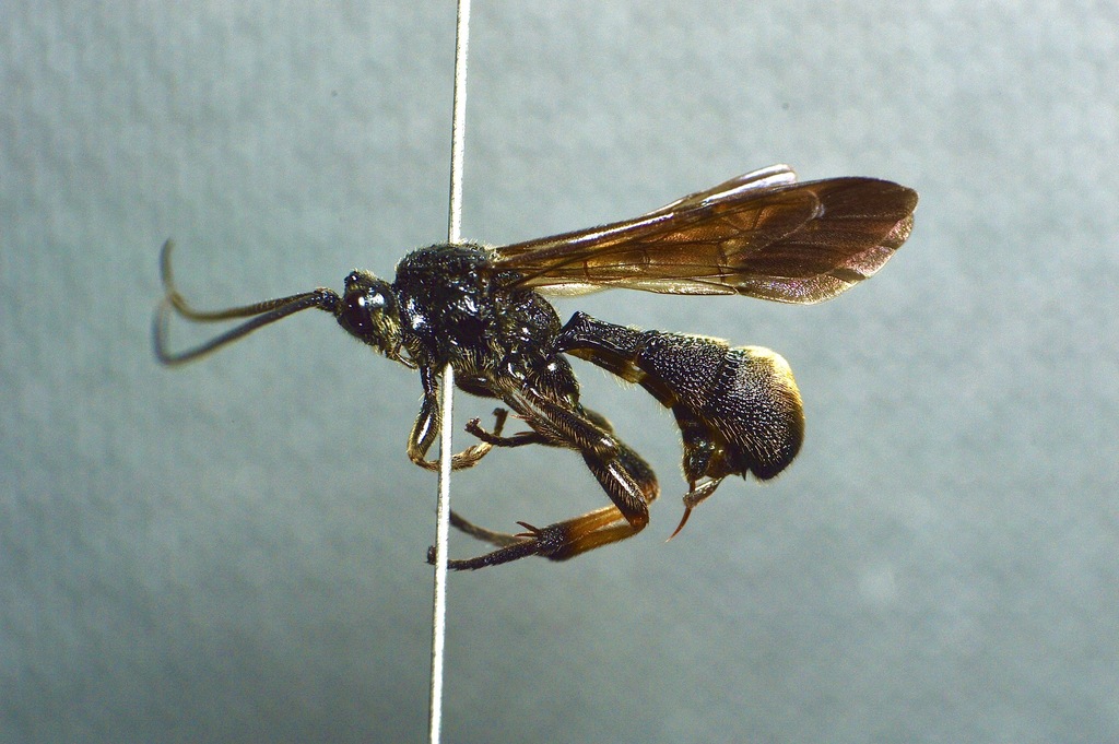 Sigalphus