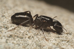 Camponotus caryae